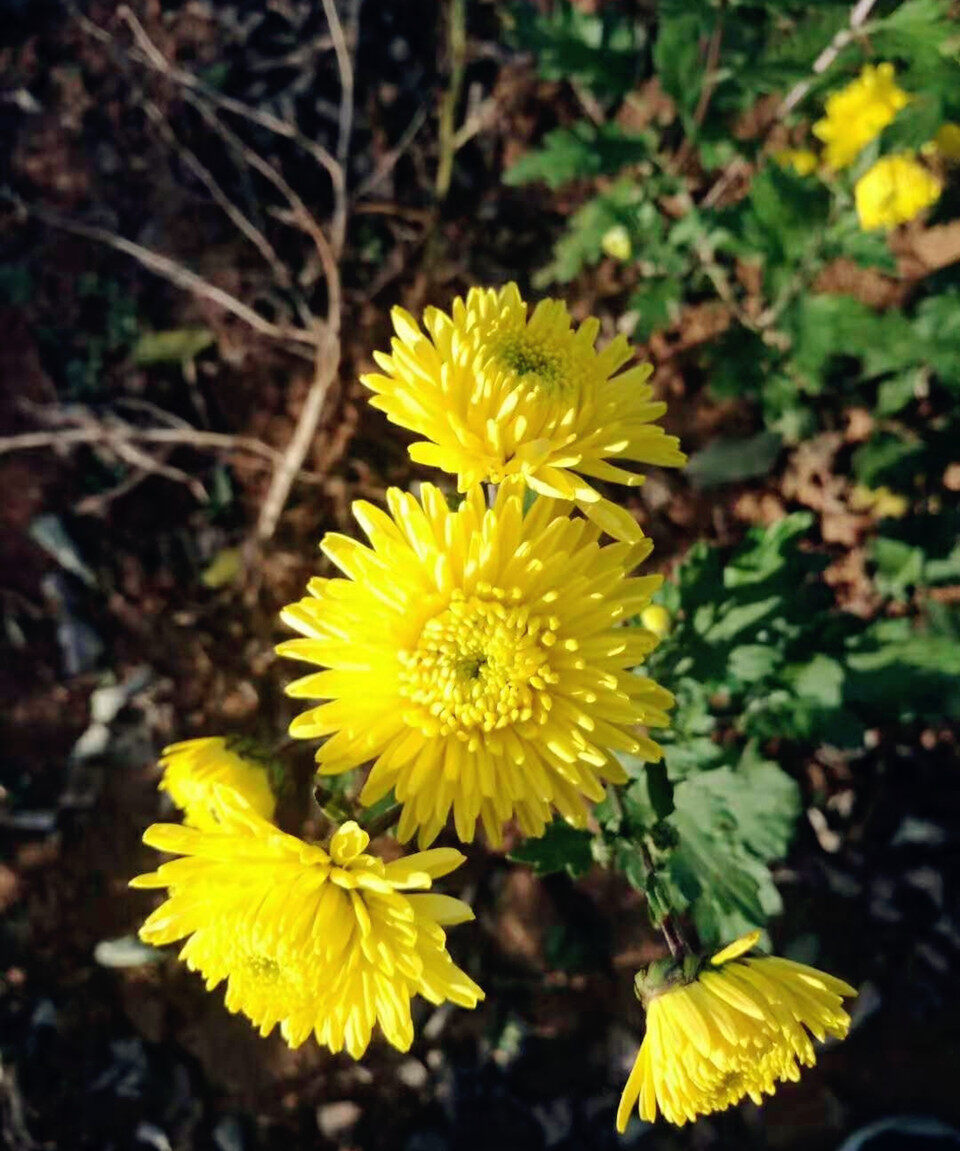 1540540549406680bmOT.jpg 678aabbf8e0d9905ac107a11ccbce424.jpg